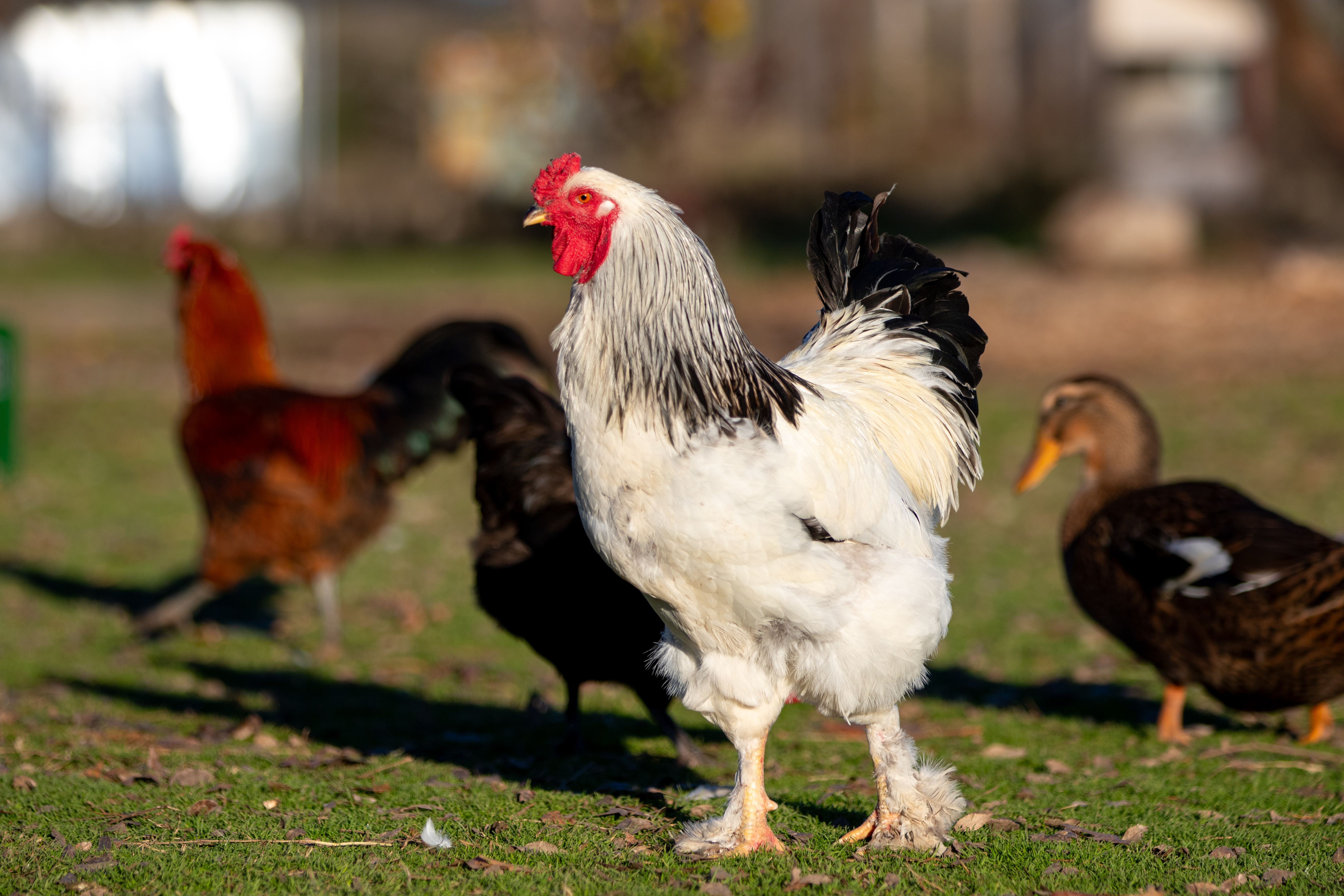 Farm photo export-8